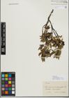 Foto von Salix myrsinifolia Salisb. x Salix phylicifolia L.